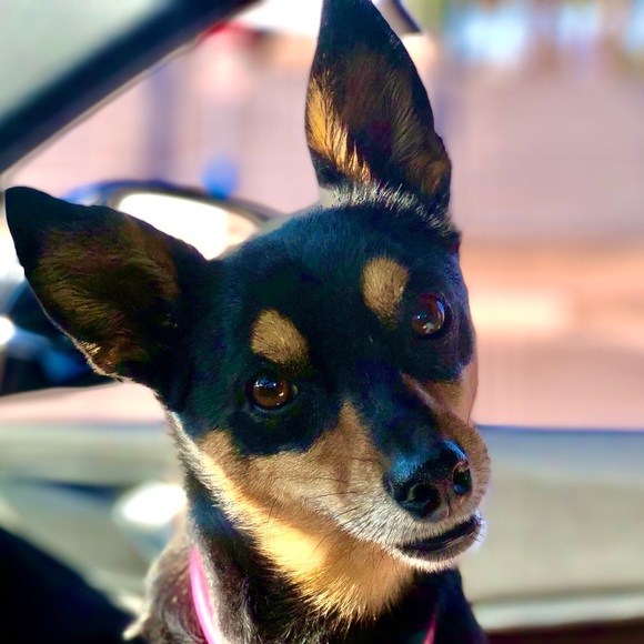 Meet your Posher, Gina - Picture 1 of 1